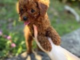 Red Brown Toy Poodle Bebekler