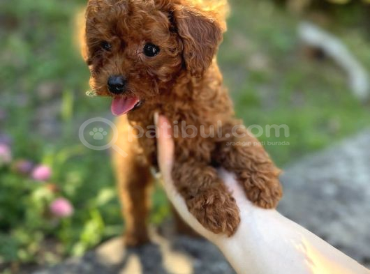 Red Brown Toy Poodle Bebekler görsel