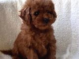 BABY FACE YÜZ YAPILI POODLE BEBEKLER