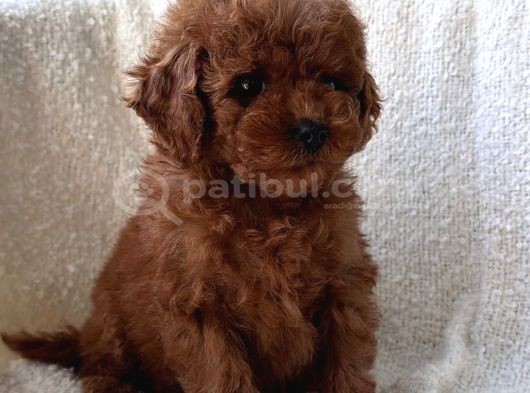 BABY FACE YÜZ YAPILI POODLE BEBEKLER
