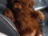 Baby Face Yüz Yapili Poodle Bebekler
