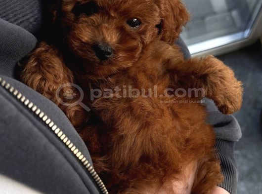 Baby Face Yüz Yapili Poodle Bebekler görsel