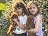Safkan  Orji̇nal Reddark Bebeği̇mi̇z