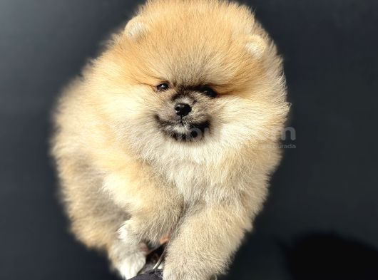 Show Kalite Orange Teddy Face Pomeranan Yavrumuz