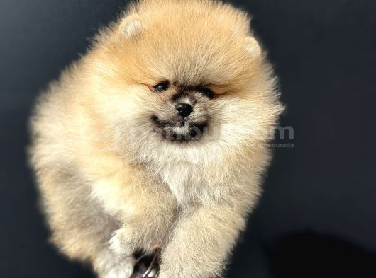 Show Kalite Orange Teddy Face Pomeranan Yavrumuz görsel