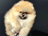 Show Kalite Orange Teddy Face Pomeranan Yavrumuz