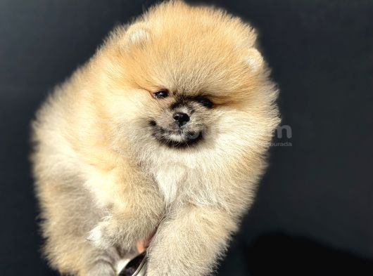 Show Kalite Orange Teddy Face Pomeranan Yavrumuz görsel
