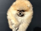Show Kalite Orange Teddy Face Pomeranan Yavrumuz