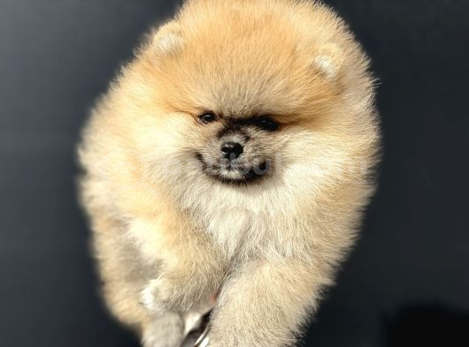 Show Kalite Orange Teddy Face Pomeranan Yavrumuz görsel