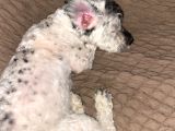Maltipoo Yavru
