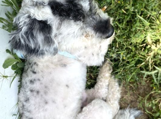 Maltipoo Yavru görsel