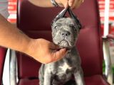 DEV CANE CORSO YAVRULAR A KALİTE