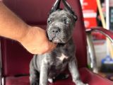 Dev Cane Corso Yavrular A Kali̇te