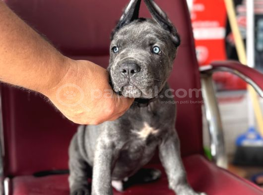 Dev Cane Corso Yavrular A Kali̇te görsel