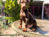 Kızıl King Doberman Yavru