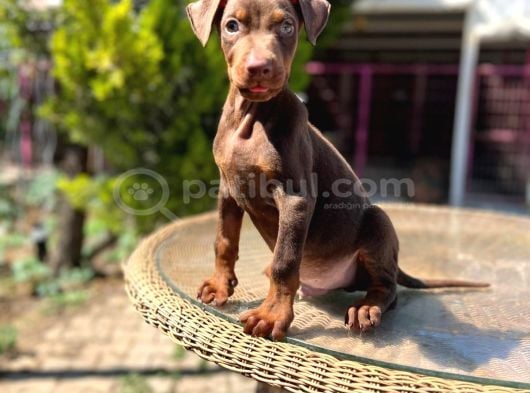 Kızıl King Doberman Yavru görsel