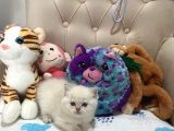 British Shorthair Silver Point Yavrular