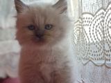 Safkan Himalayan sağlıklı yavru kedi