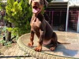 Kızıl King Doberman Yavru