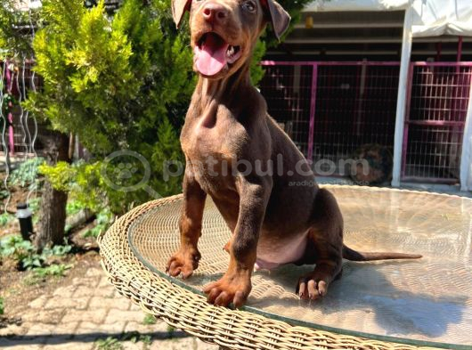 Kızıl King Doberman Yavru görsel