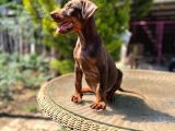 Kızıl King Doberman Yavru