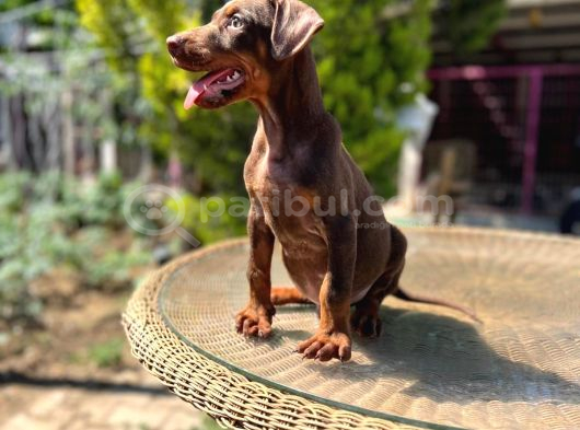 Kızıl King Doberman Yavru görsel