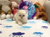 British Shorthair Silver Point Yavrular