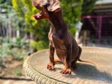 Kızıl King Doberman Yavru