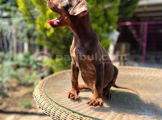 Kızıl King Doberman Yavru görsel
