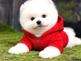 Bebek surat dişi ve erkek pomeranian boo yavrular