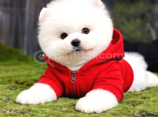 Bebek Surat Dişi Ve Erkek Pomeranian Boo Yavrular