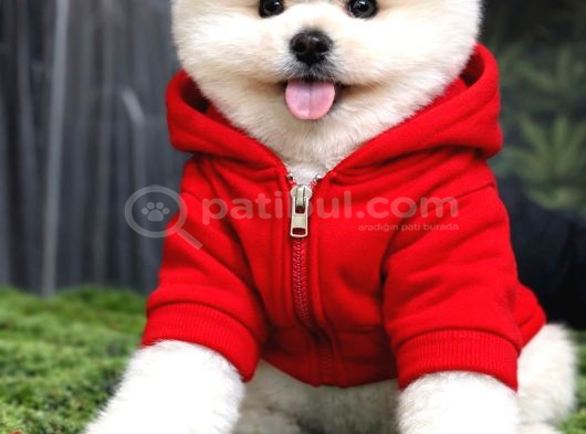 Bebek Surat Dişi Ve Erkek Pomeranian Boo Yavrular görsel