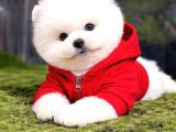 Bebek Surat Dişi Ve Erkek Pomeranian Boo Yavrular