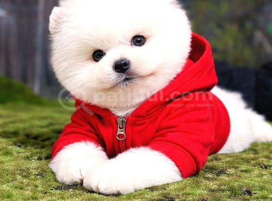 Bebek Surat Dişi Ve Erkek Pomeranian Boo Yavrular görsel