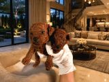Safkan Poodle Yavrularım Sağlık Garantili