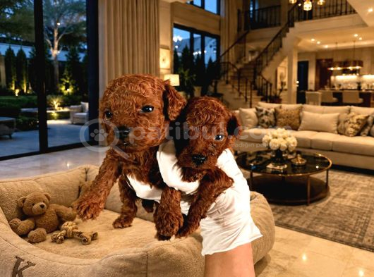 Safkan Poodle Yavrularım Sağlık Garantili görsel