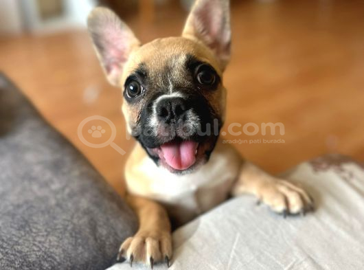 Fransiz  Buldog Bebek