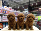 Vonalp Pet Garantisiyle Efsane Güzelli̇kte Toy Poodle