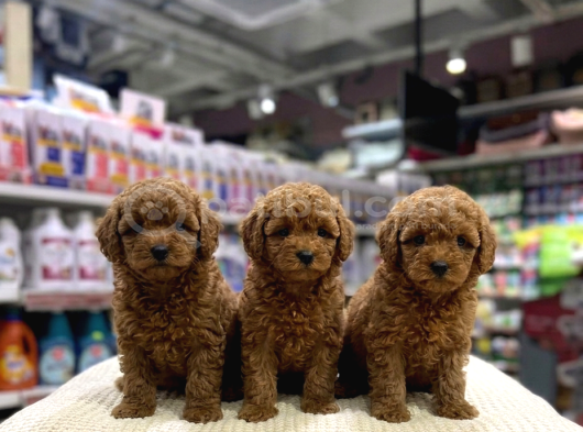 Vonalp Pet Garantisiyle Efsane Güzelli̇kte Toy Poodle