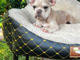 French Bulldog Yavrularımız