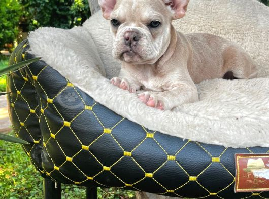 French Bulldog Yavrularımız görsel