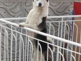 ücretsiz Husky - Sibirya Kurdu KONYA