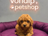 Vonalp Pet Garantisiyle Efsane Güzelli̇kte Toy Poodle