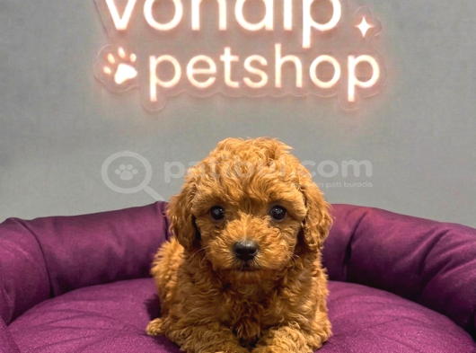 Vonalp Pet Garantisiyle Efsane Güzelli̇kte Toy Poodle görsel