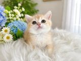 British Shorthair Golden Ny12