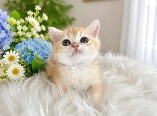 British Shorthair Golden Ny12 görsel
