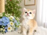 British Shorthair Golden Ny12
