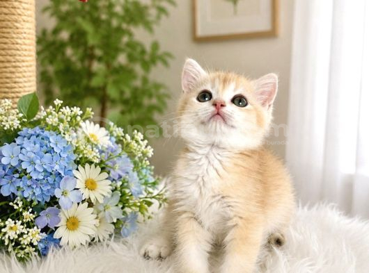 British Shorthair Golden Ny12 görsel