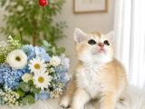 British Shorthair Golden Ny12