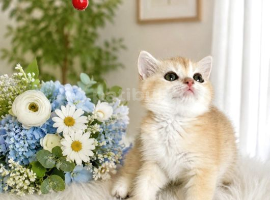 British Shorthair Golden Ny12 görsel